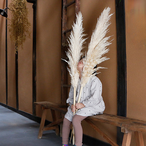 パンパスグラス