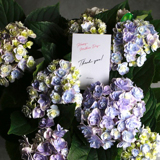 母の日あじさい