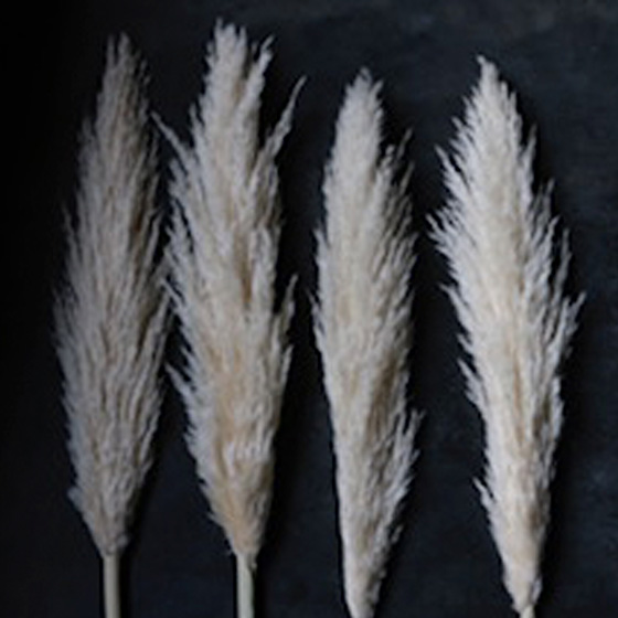 パンパスグラス